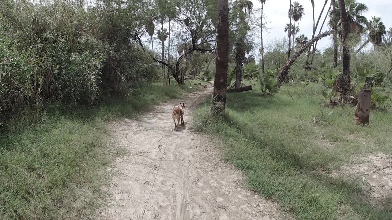 Sandy dirt path through tropical palms and lush green vegetation; the cow approaches from mid-distance; no people are visible.