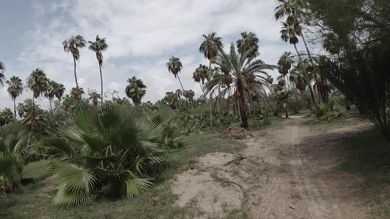 Wide-angle shot of palm-dotted open terrain; dirt and sparse grass fill the foreground, tall fan palms rise in the midground, overcast sky above; no visible people.