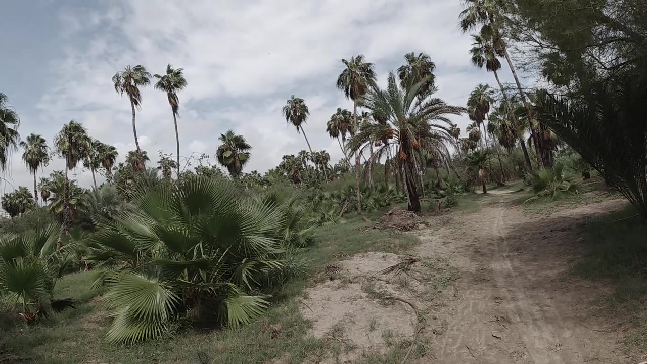 Continuing wide-angle view of palm landscape; bare ground and low grass in foreground, multiple tall fan palms in midground, flat cloud cover overhead; no visible people.