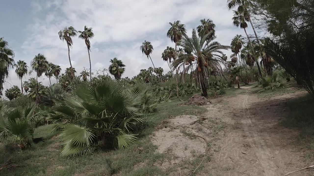 Palm grove under cloudy sky with more sky visible as the camera angle shifts upward slightly.