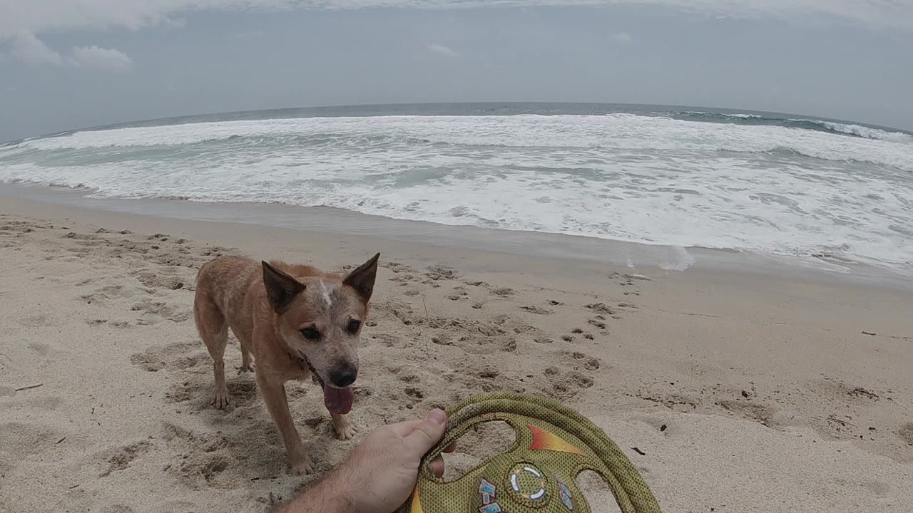 Tan medium-sized dog faces the camera on a sandy beach, yellow-green frisbee visible at the right frame edge, ocean surf and grey sky in background; no people visible as subjects