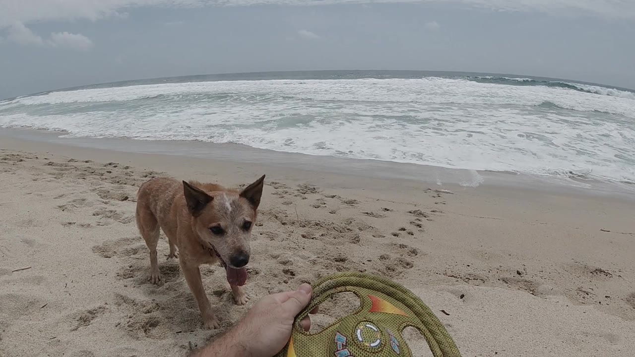 Close view of tan dog on beach, yellow-green frisbee at left frame edge, ocean surf behind