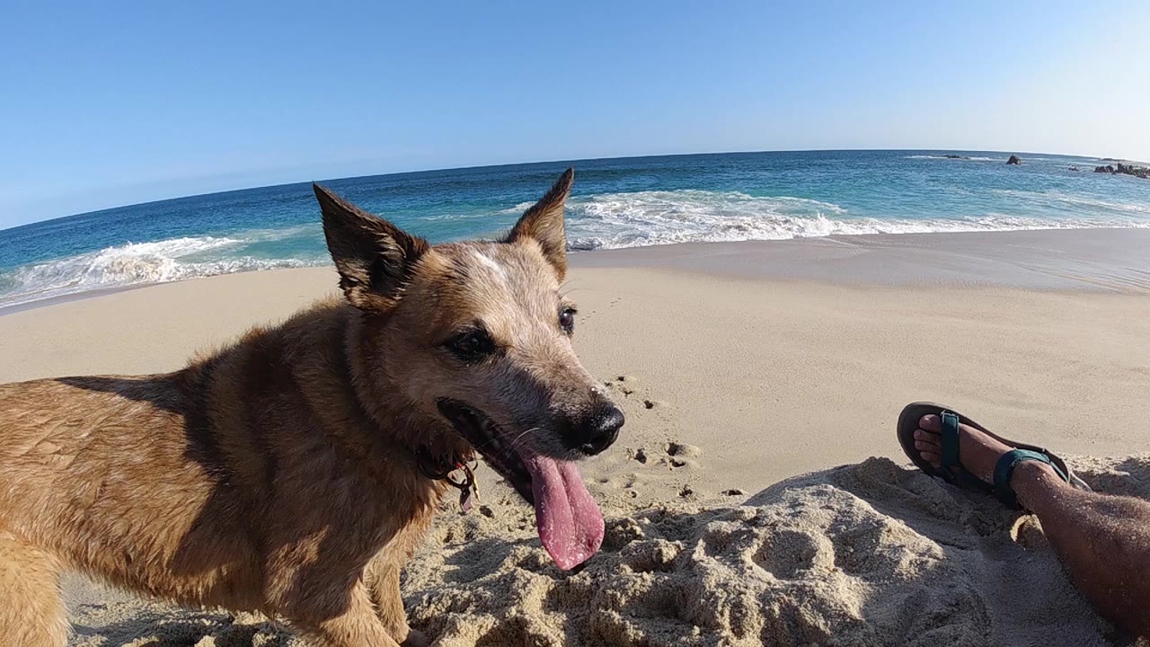 Large shepherd-type dog with erect ears and extended tongue in ground-level close-up, dark pebbles on pale sand in foreground, white breaking surf and blue sky in background; no people visible.