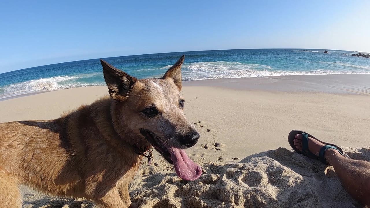 Ground-level close-up of a shepherd-type dog with tongue out and erect ears, sand and scattered pebbles beneath, white breaking surf and blue sky filling the background; no people visible.