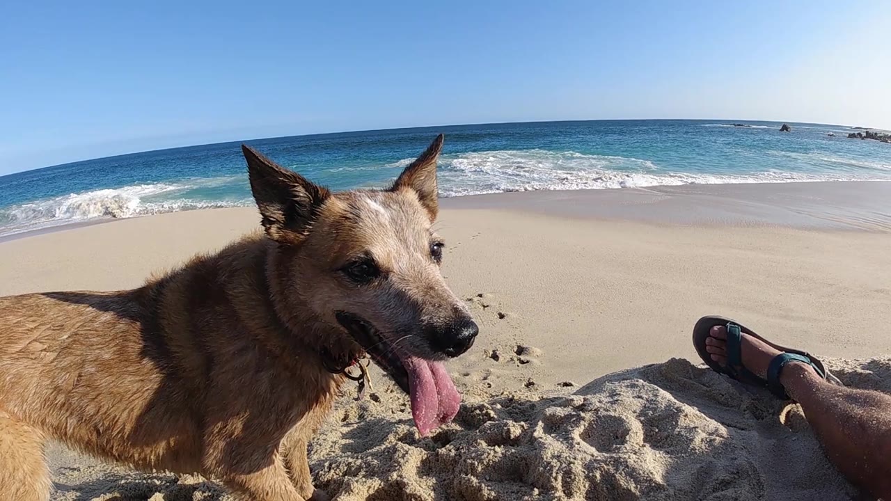 Shepherd-type dog with erect ears and tongue hanging out, shot at ground level on sandy beach with pebbles, ocean surf breaking in background under clear blue sky; no people visible.