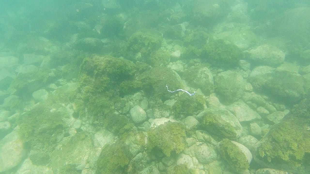 Green-blue underwater view in Los Cabos, Mexico showing pale rocks, algae patches, and a small pale strand near center left with no visible people.
