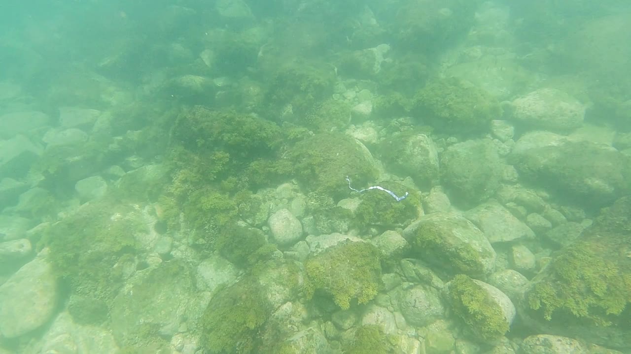 Underwater Los Cabos seabed with algae-covered rocks across the lower half, pale stones in the background, and no visible people.