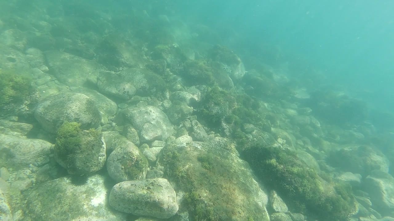 Rocky seafloor with pale boulders and green algae patches in Los Cabos, Mexico, teal water column visible above; no visible people.