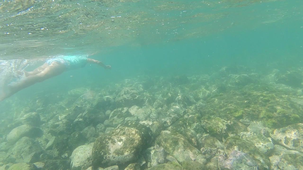 Rocky seafloor blanketed in green algae in the coastal waters of Los Cabos, Mexico, viewed from underwater with clear teal water and diffused surface light above, no people visible