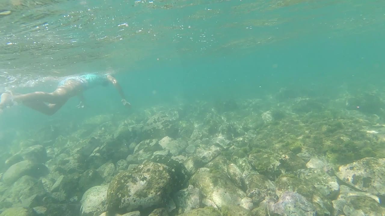 Rocky coastal seafloor blanketed in green algae near Los Cabos, Mexico, with clear teal water and brighter surface light visible toward the upper frame, no people visible