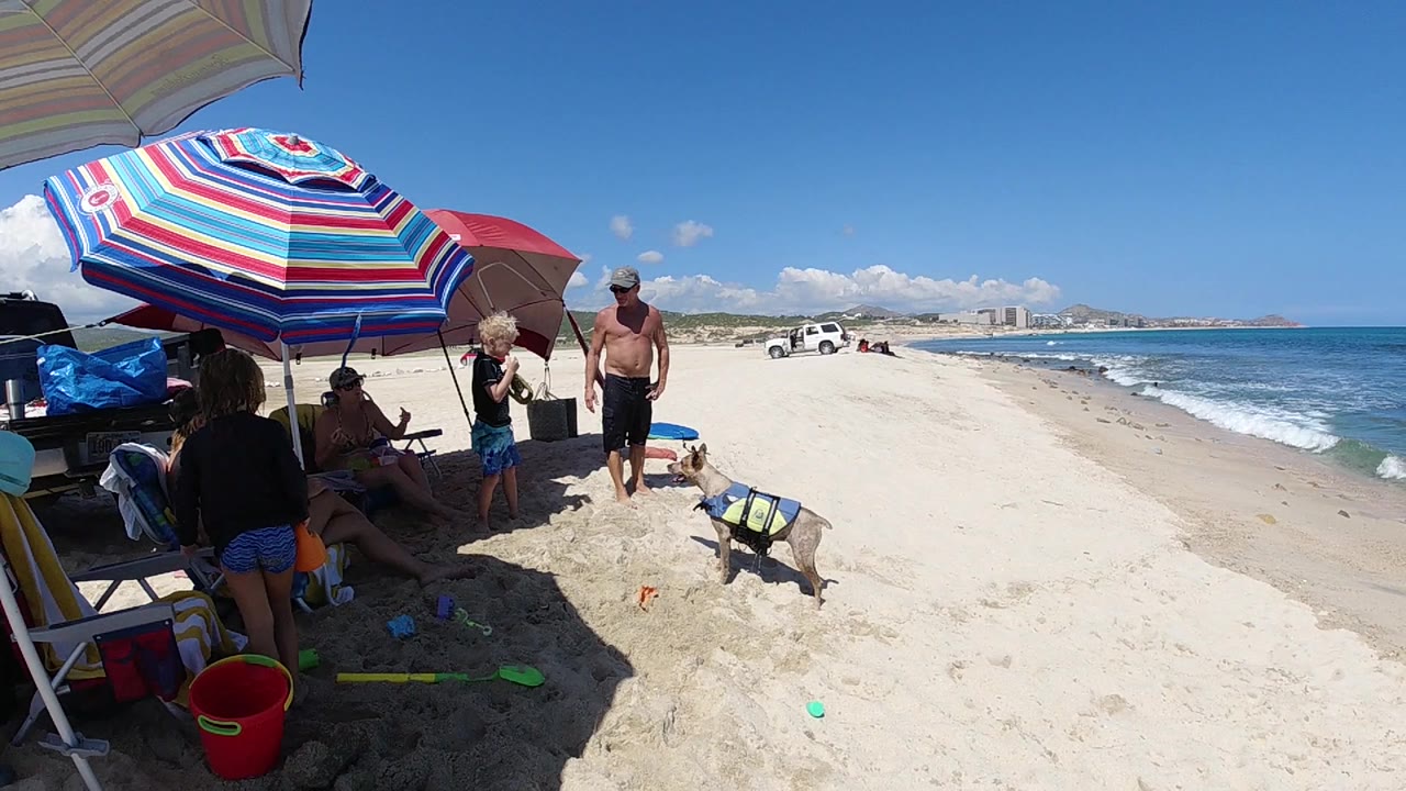 Family beach setup with umbrellas, people, dog, sand, and ocean.