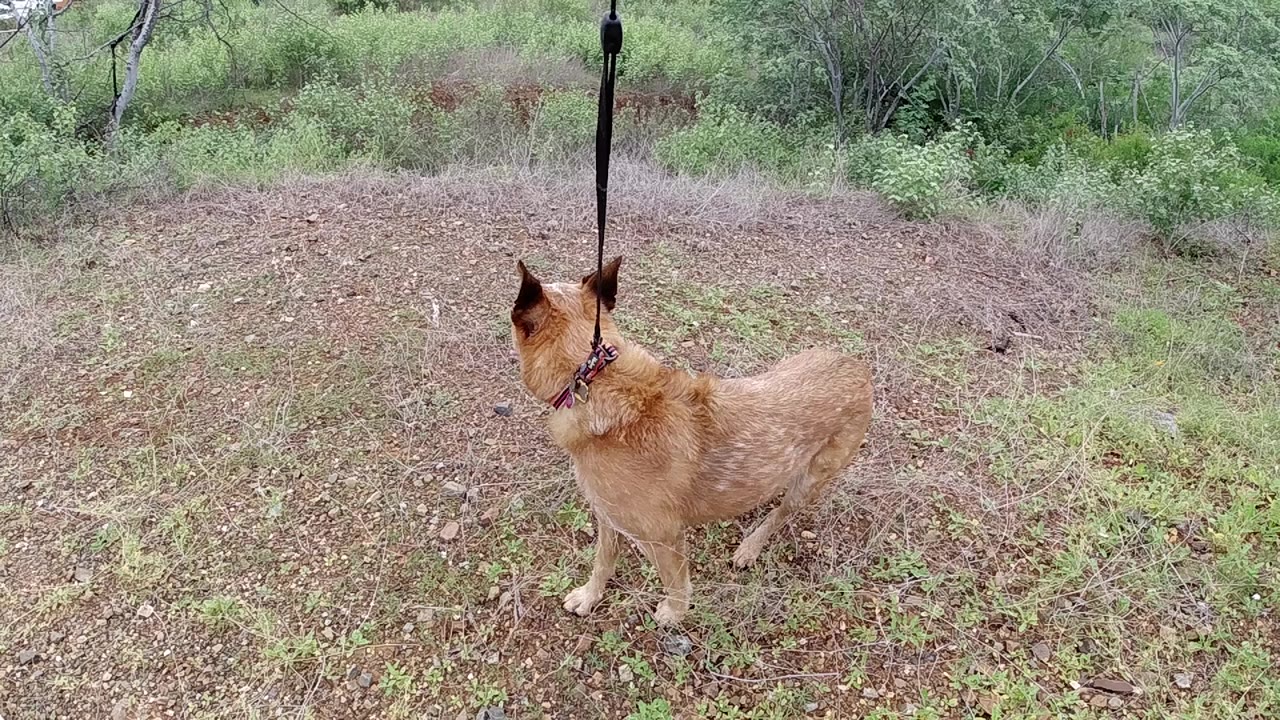 Tan dog in a collar stands in patchy grass with a dark leash dropping from above, green brush behind it, and no visible people.