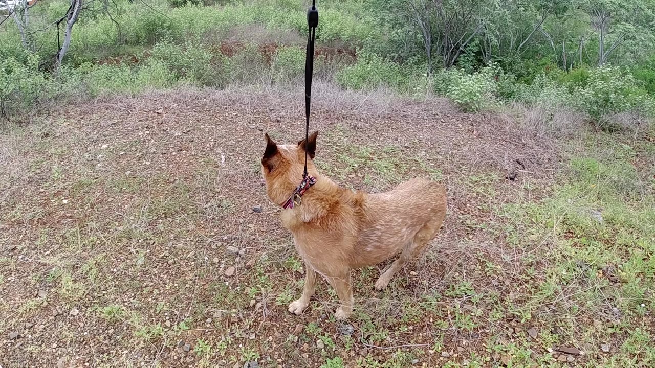 Leashed tan dog looking left in grassy clearing