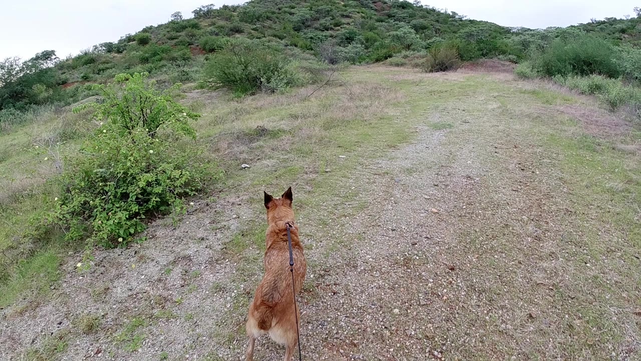 Tan dog with upright ears stands on a gravel trail seen from directly overhead, low scrub and a green vegetated ridge in the background; no people visible.