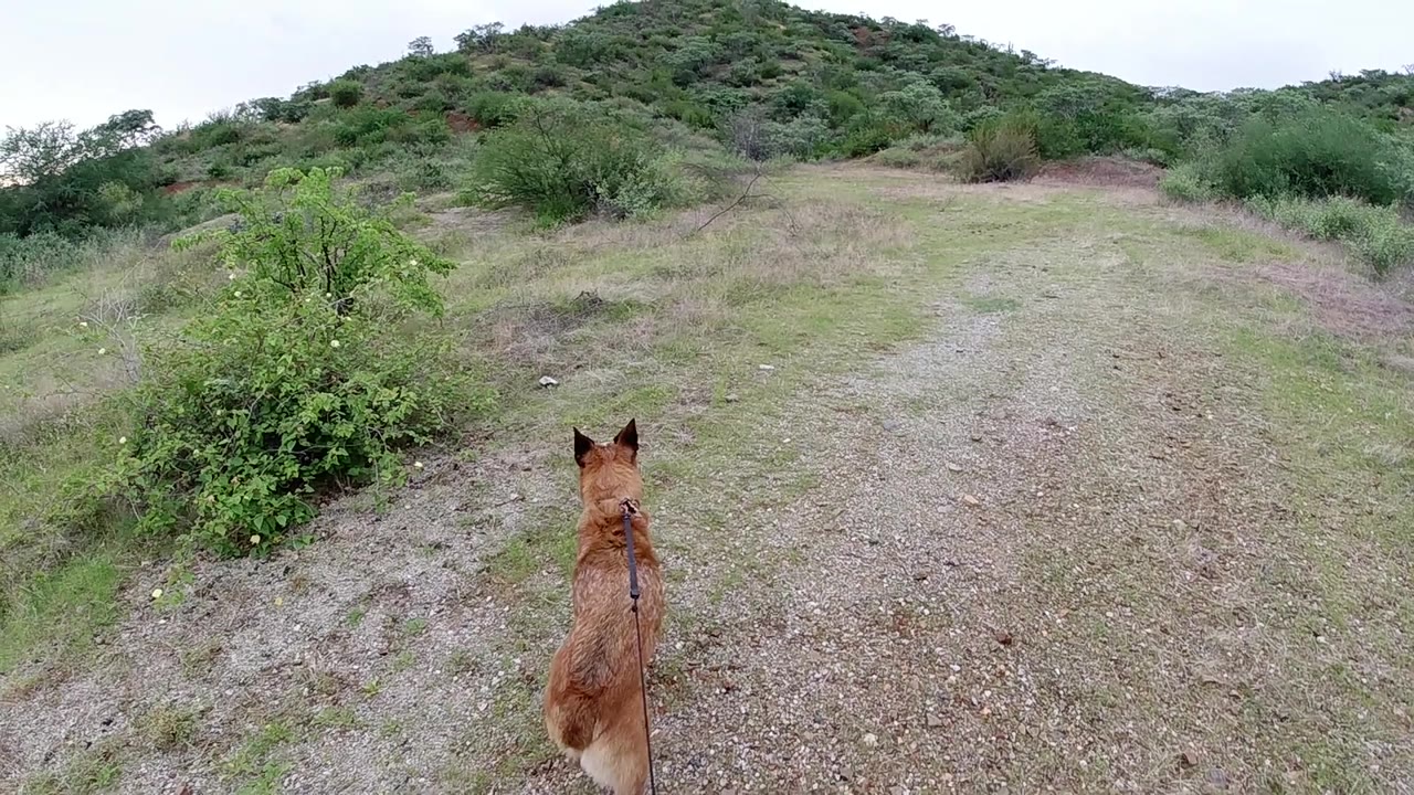 Tan dog viewed from above stands on a bare gravel and dirt trail with low scrub on both sides and a green hillside ridge behind; no people visible.