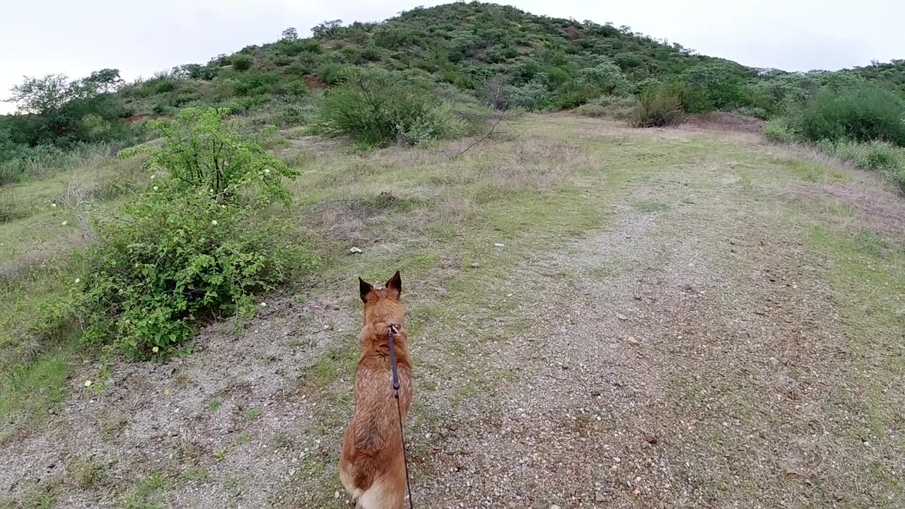 Tan short-haired dog on gravel trail, overhead angle, scrubland and green ridge in background.