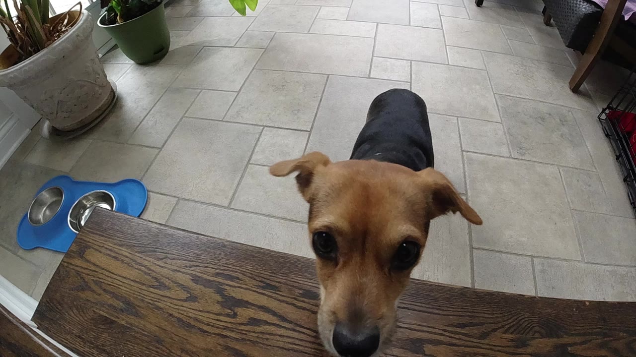 A tan and black dog looks up toward the camera from behind a dark wooden table edge on light tile flooring, with potted plants and a blue bowl mat visible and no visible people.
