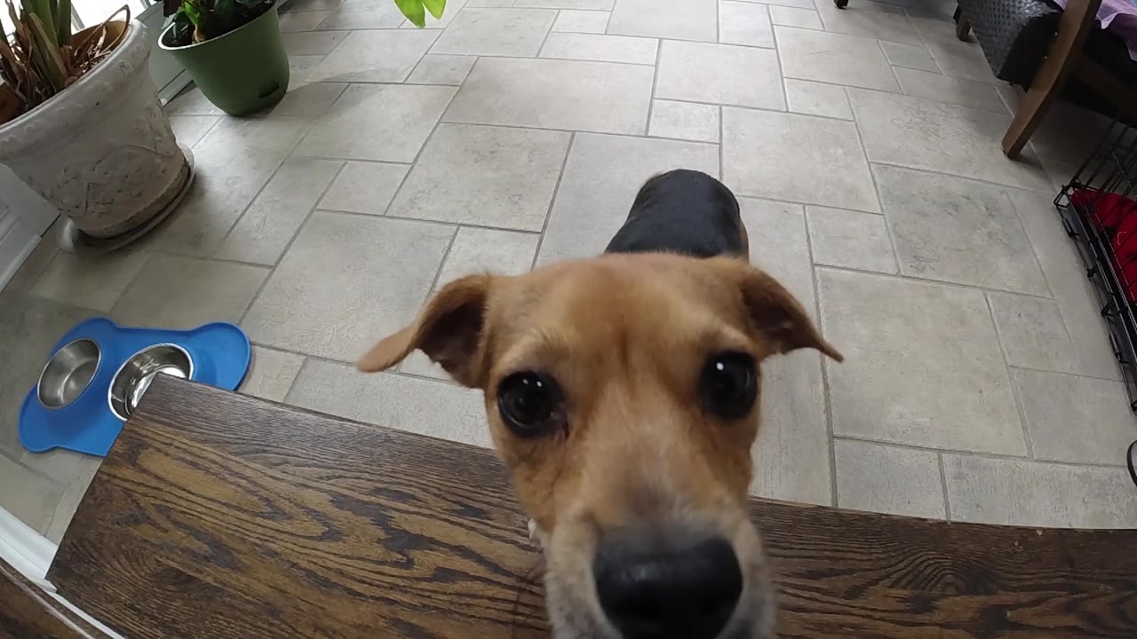 Dog nose close to the camera over a table edge