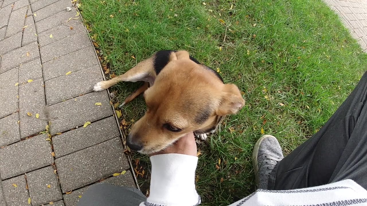 At 0:00, a small tan dog sits on grass beside square sidewalk pavers while a white-sleeved hand reaches under its chin, with no visible faces.
