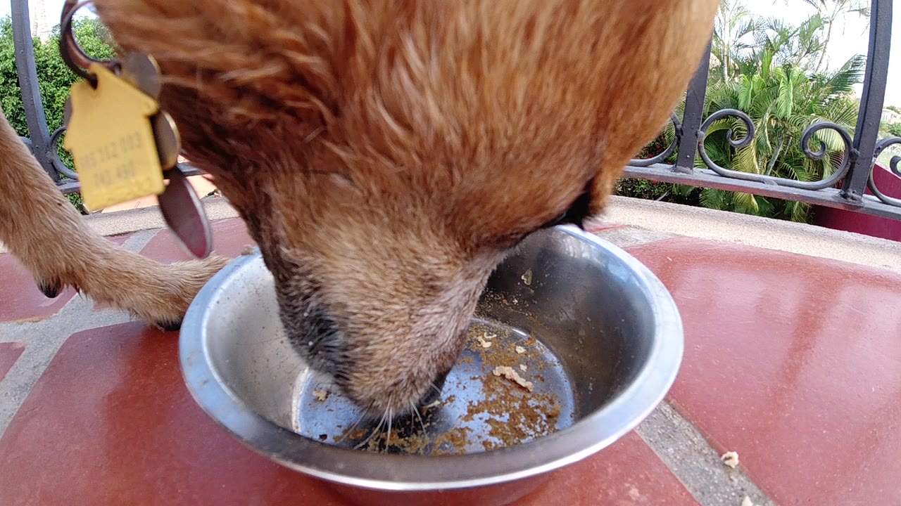 A brown dog's muzzle is lowered into a stainless steel bowl on a red tabletop, with a black railing and green plants behind it and no visible people.
