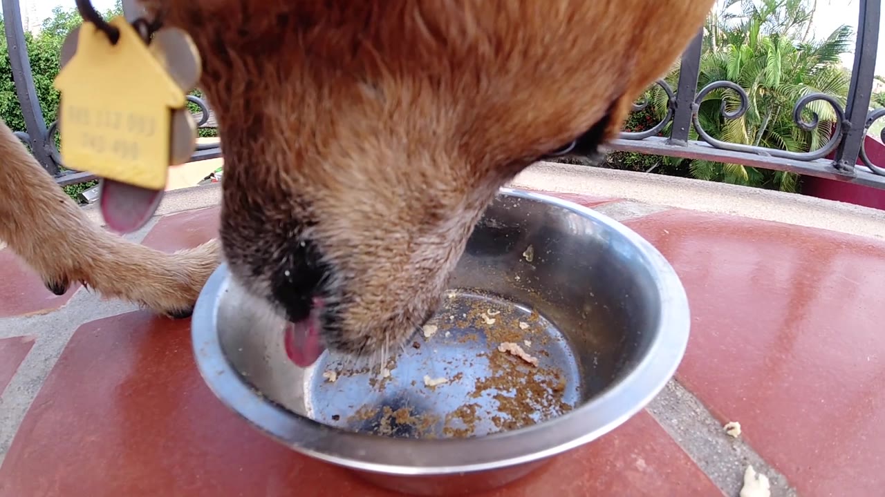 The dog licks inside the bowl from the right side of frame, with crumbs in the metal dish, a red table surface, railing scrollwork, plants, and no visible people.