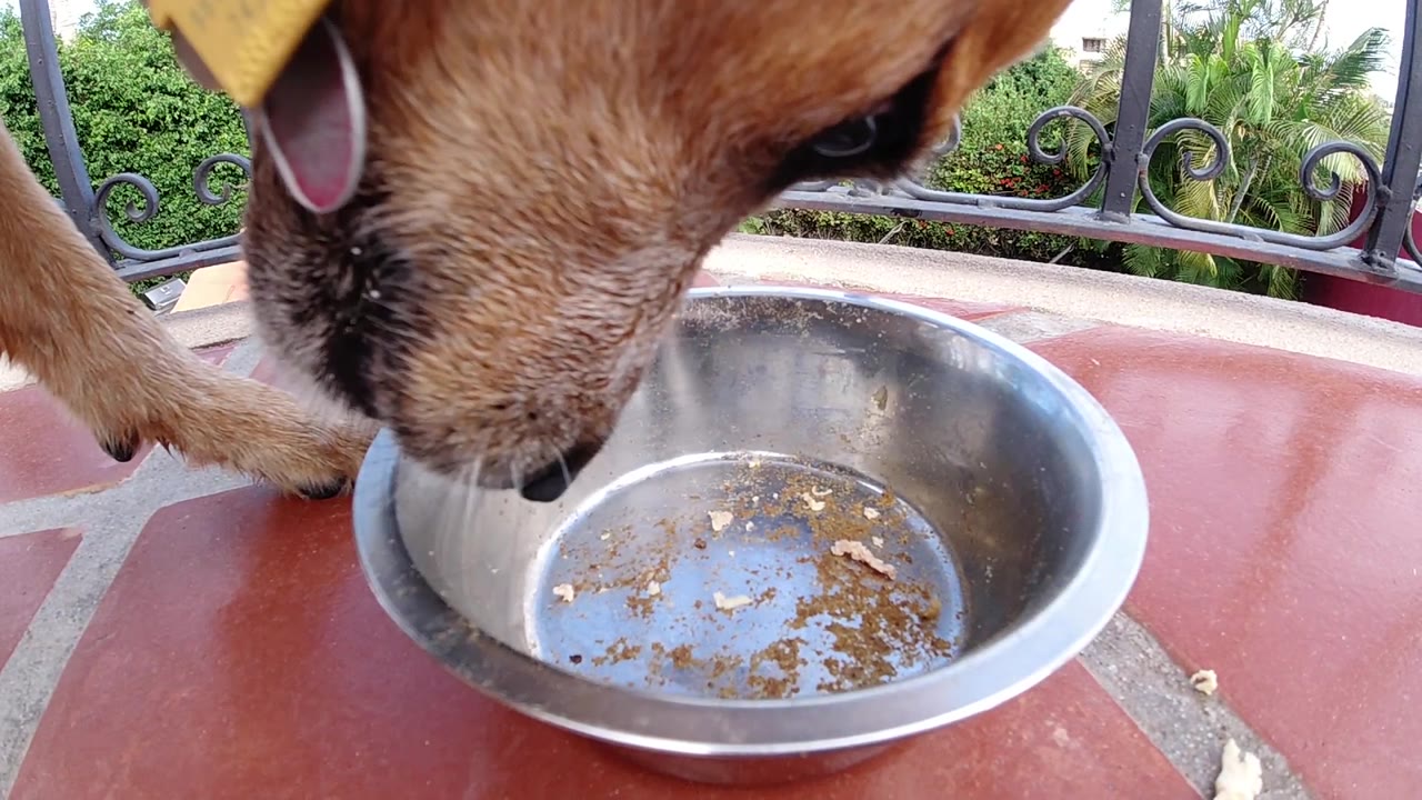 The dog's muzzle hovers beside the stainless bowl, showing scattered food residue on the bottom, a red tabletop, railing bars, greenery, and no visible people.