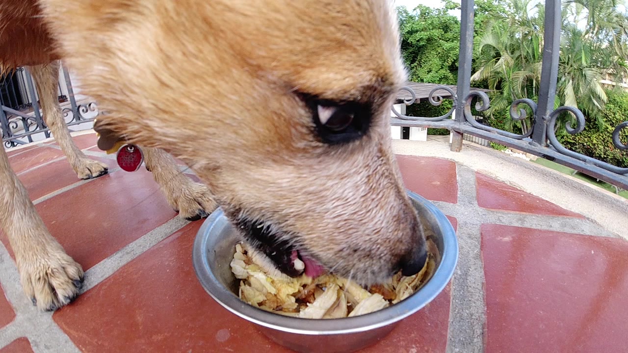A tan dog lowers its muzzle into a metal bowl of shredded food on red patio tile, with iron railing and greenery behind it, no visible people.