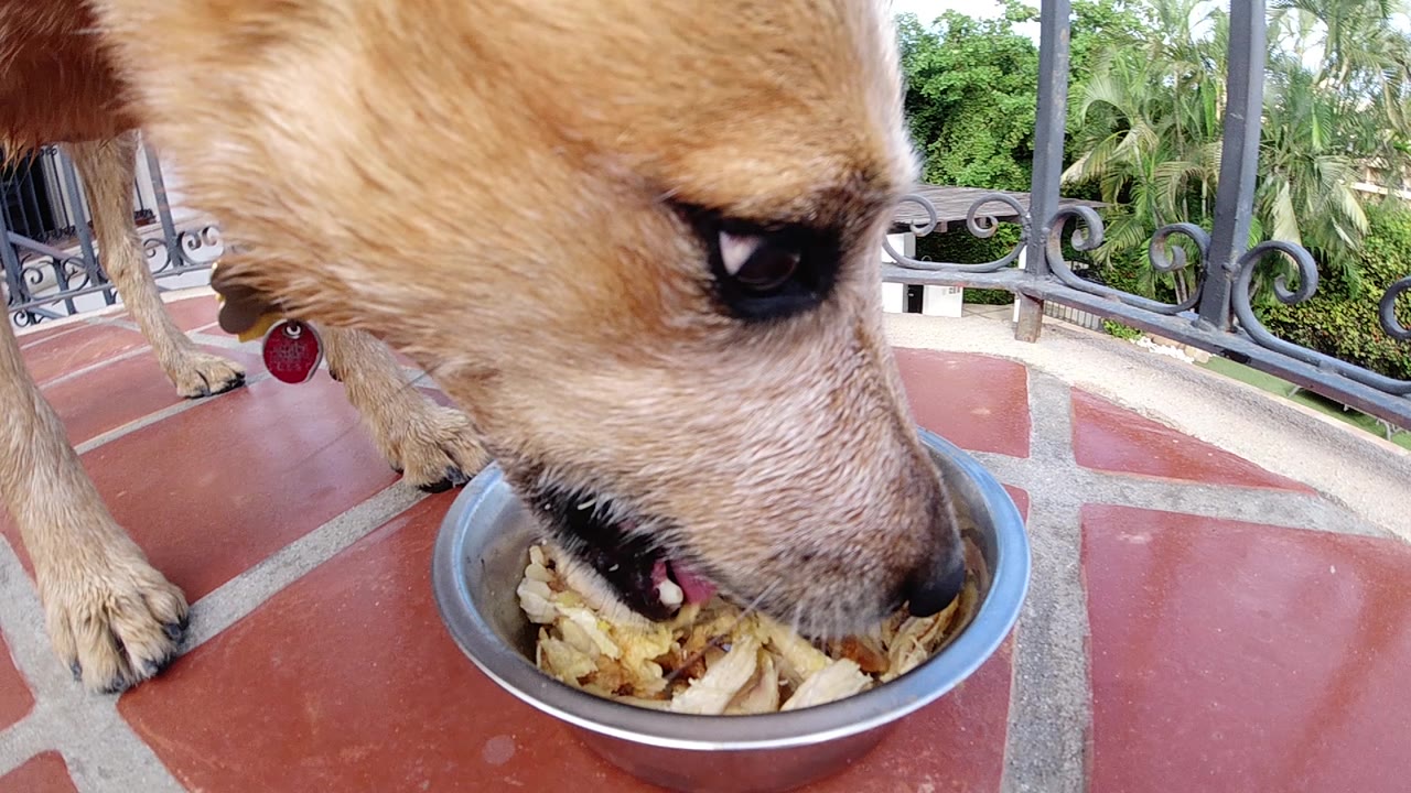The dog's muzzle presses into the food bowl as shredded pieces fill the foreground and the curved patio railing stays visible behind, no visible people.