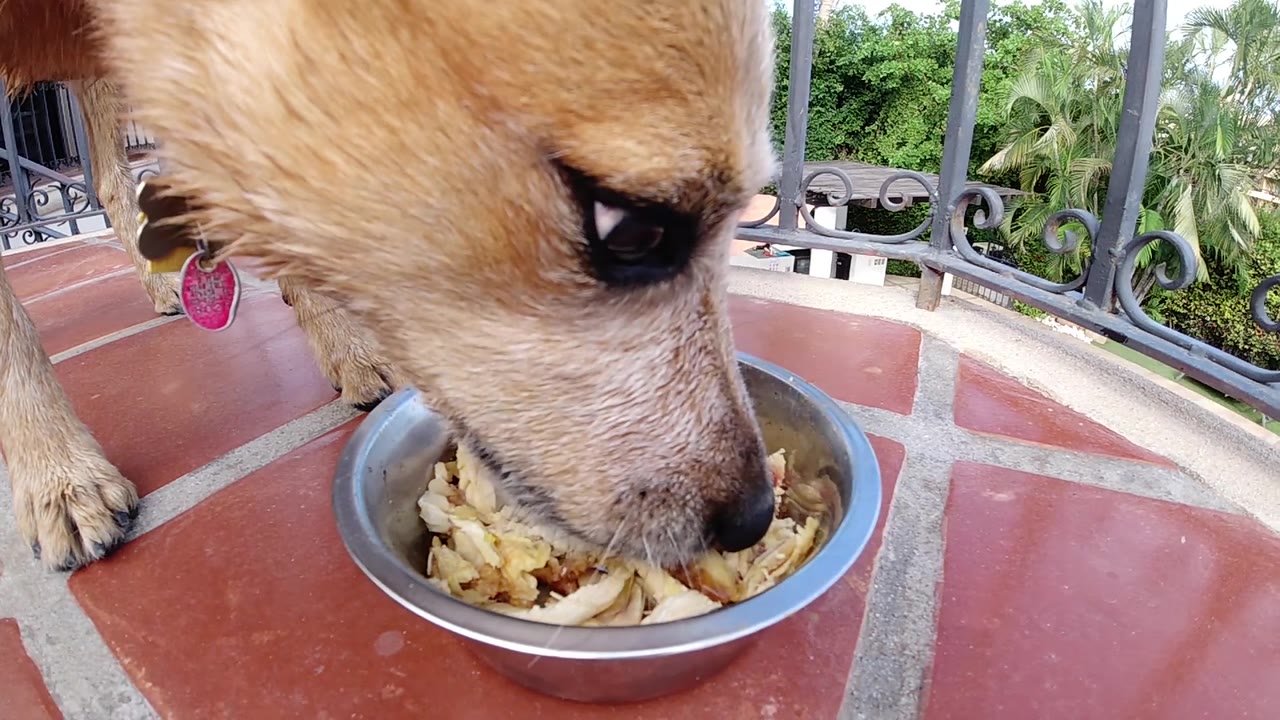 The dog angles its head downward toward the metal bowl while eating on the tiled patio, with green foliage beyond the railing, no visible people.