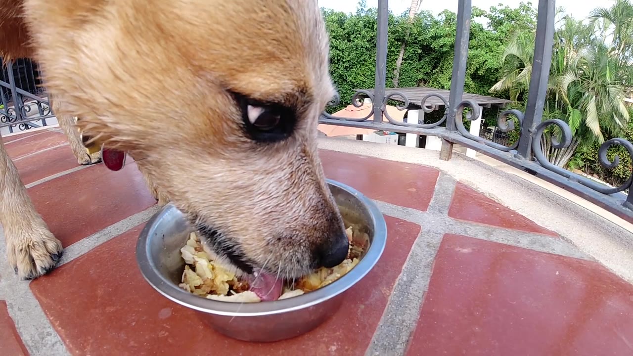 Close dog head over bowl of shredded food