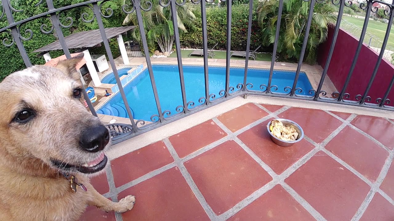 Dog faces the camera with a food bowl on the patio.
