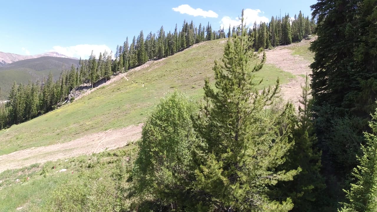 The trail remains visible across the sunlit slope while a central evergreen rises in the foreground and darker forest borders the right edge, with no visible people.