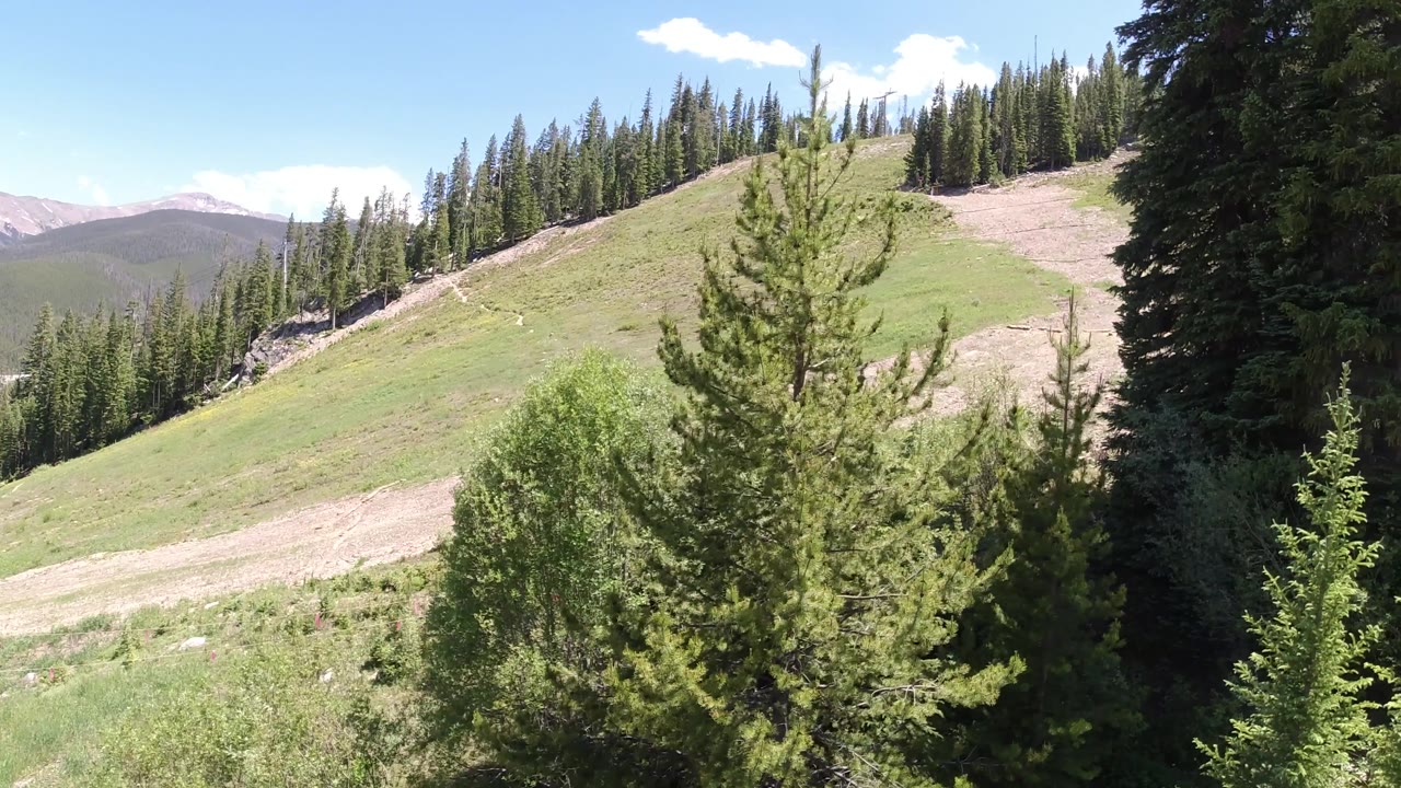 A bright hillside trail cuts across green grass below a ridge of evergreens, with a tall tree near center and no visible people.