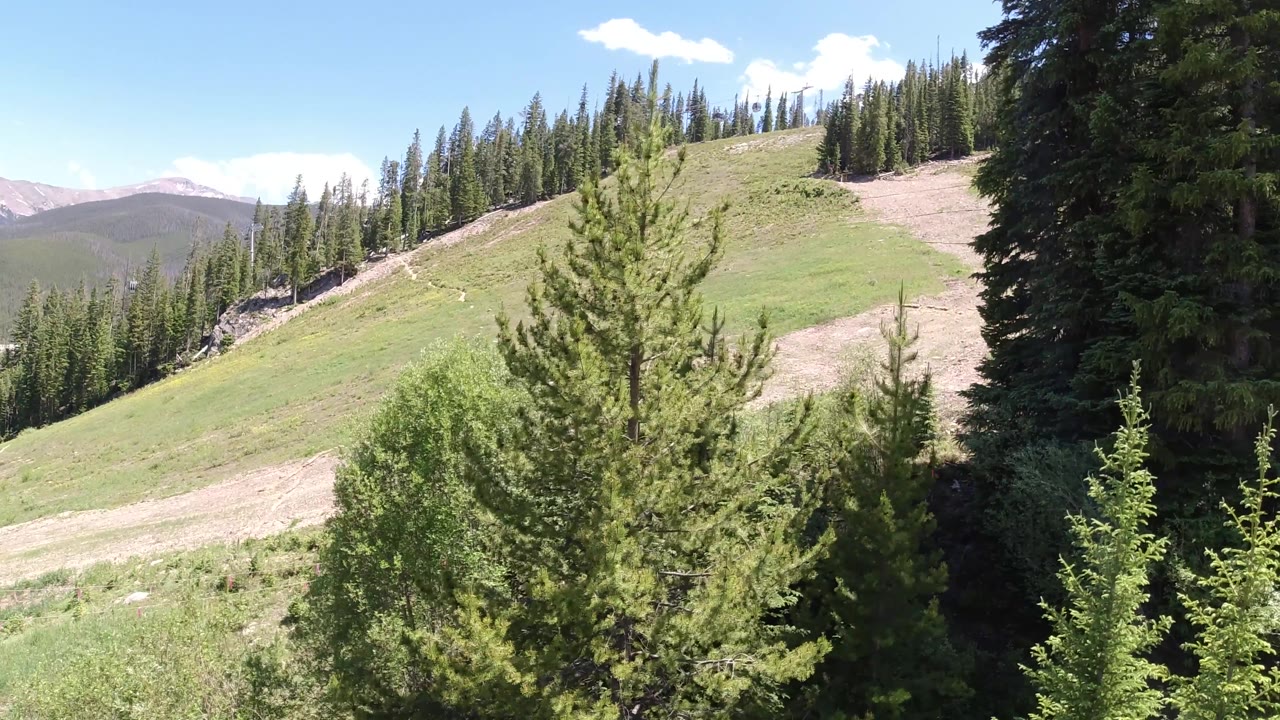 The pale trail crosses the lower part of a grassy mountain meadow, with conifer tops in the foreground and a forested ridge under clear sky, with no visible people.