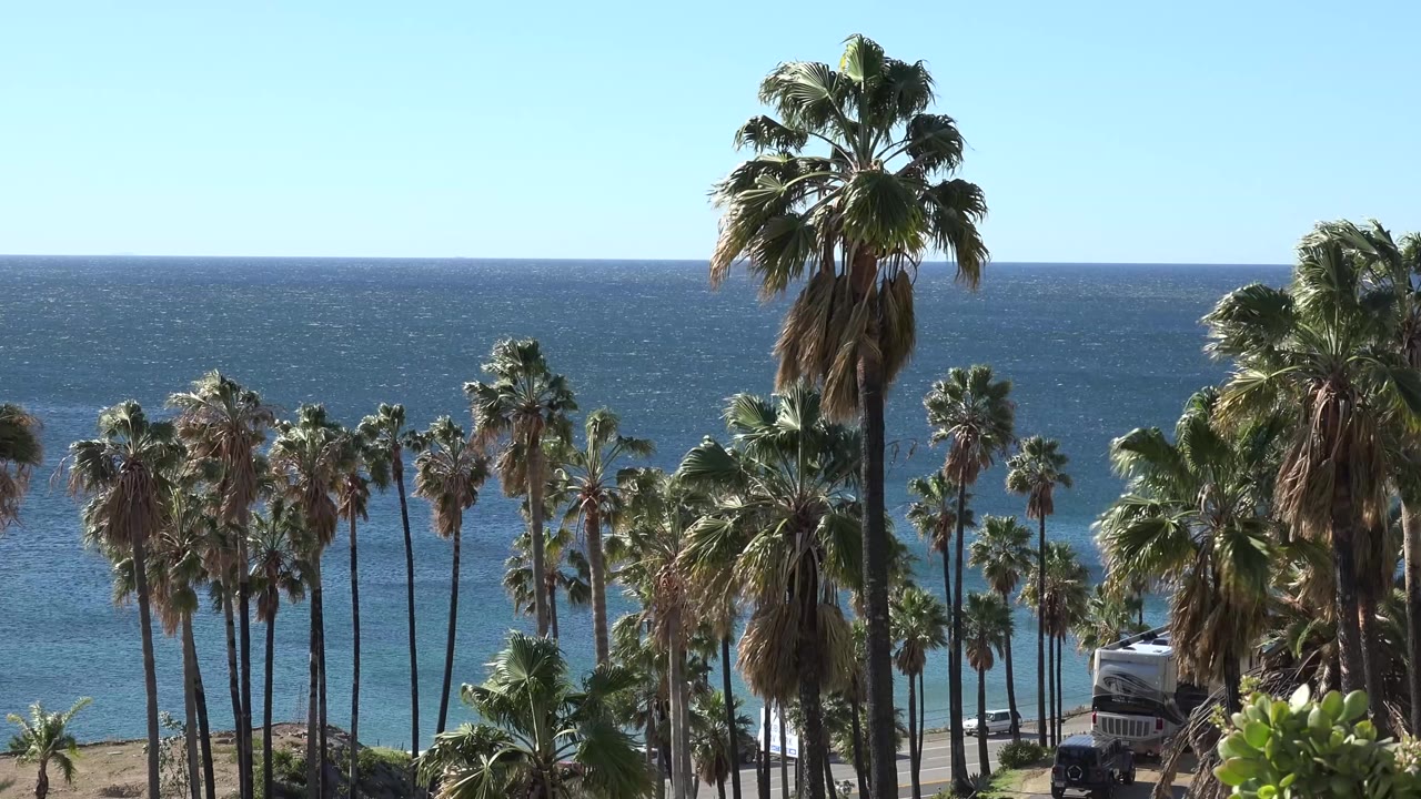 A central tall palm rises above smaller palms along the Malibu coast, with bright sky and textured blue water behind it and no visible people.