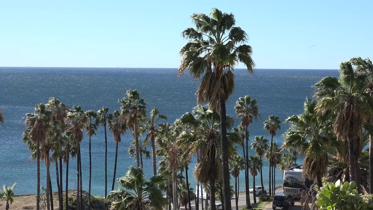 Multiple palms cluster across the foreground in Malibu, with the ocean horizon running behind them and a small partial vehicle visible near the lower right, with no visible people.