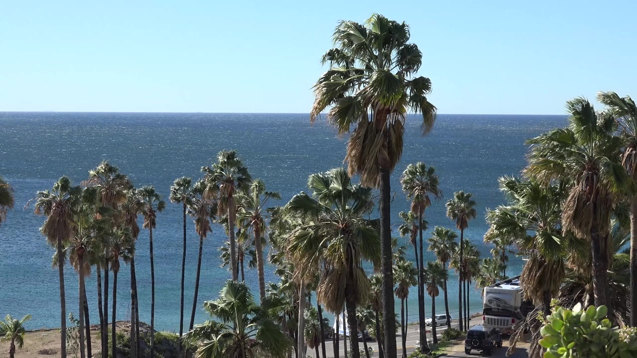 Tall palm trunks and moving fronds frame a Malibu ocean view, with blue water, pale sky, shoreline ground, and no visible people.
