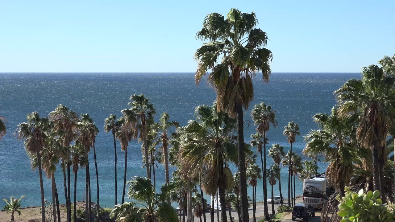 Palm trees overlooking blue ocean and a roadside area