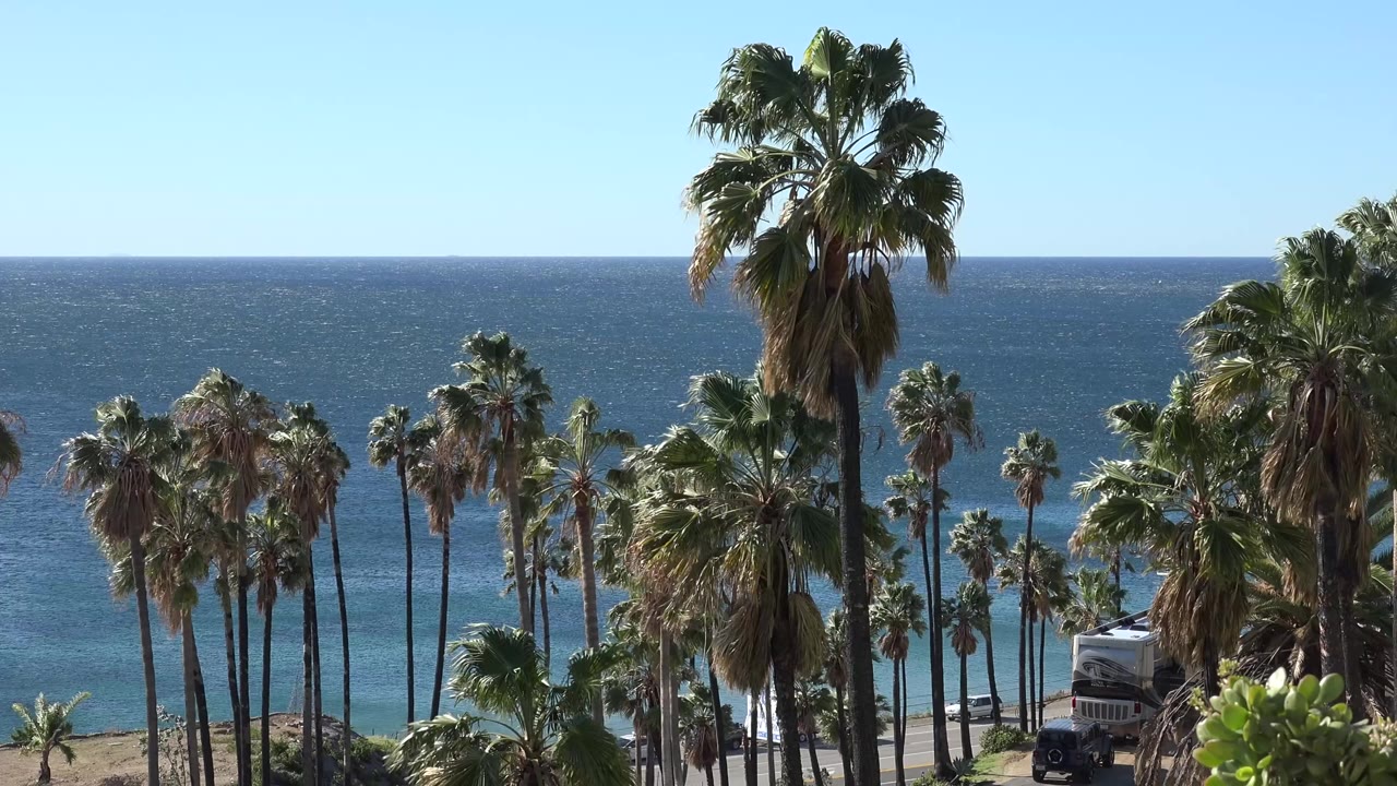 Malibu frame with a tall central palm, smaller palms across the midground, blue ocean behind them, partial vehicles near the road, and no visible people.