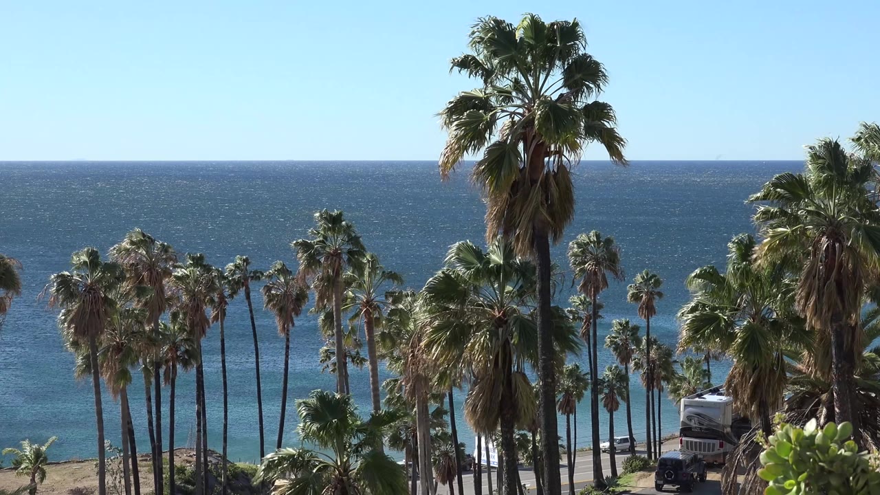Malibu coastal angle with a large palm near the upper right, a cluster of palms across the lower frame, ocean water in back, and no visible people.