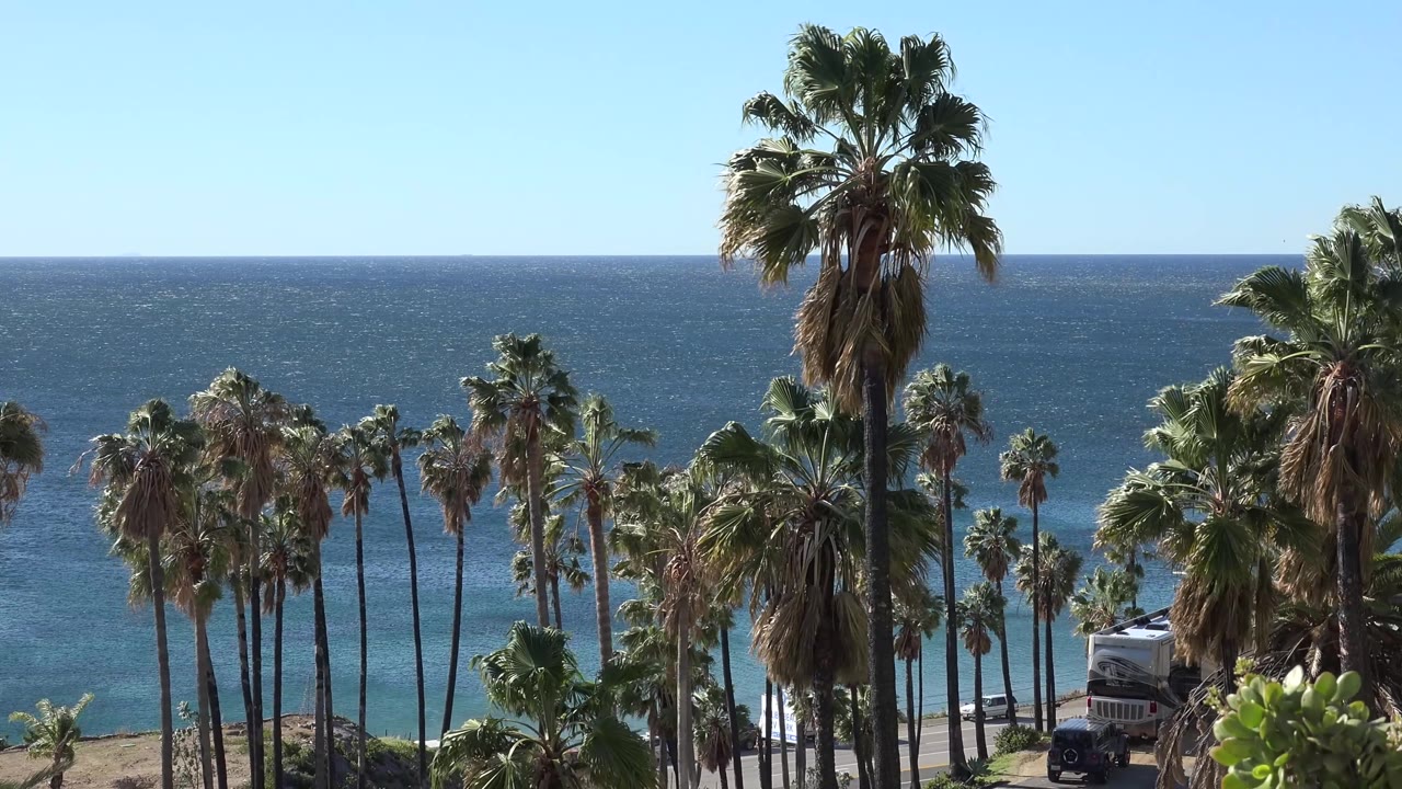 Malibu view with a large palm rising near center, shorter palms below it, a blue ocean horizon across the background, and no visible people.