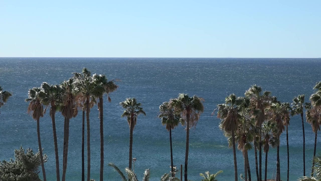 Tall palm trees in front of a blue ocean horizon