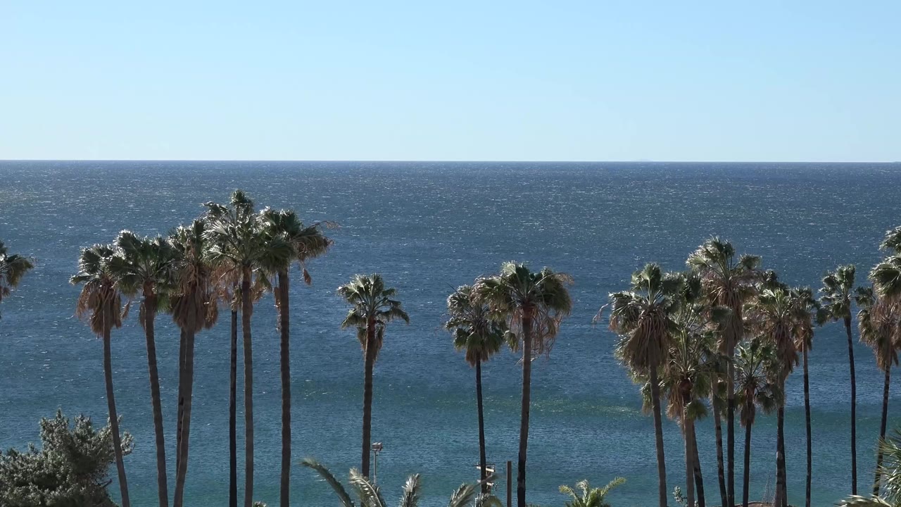 Wind-touched palm fronds and long trunks sit in the foreground while the Malibu ocean fills the background, with no visible people.