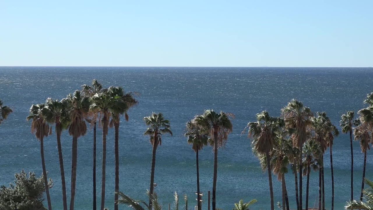 A central cluster of tall palms rises in front of layered blue ocean water in Malibu, California, with no visible people.