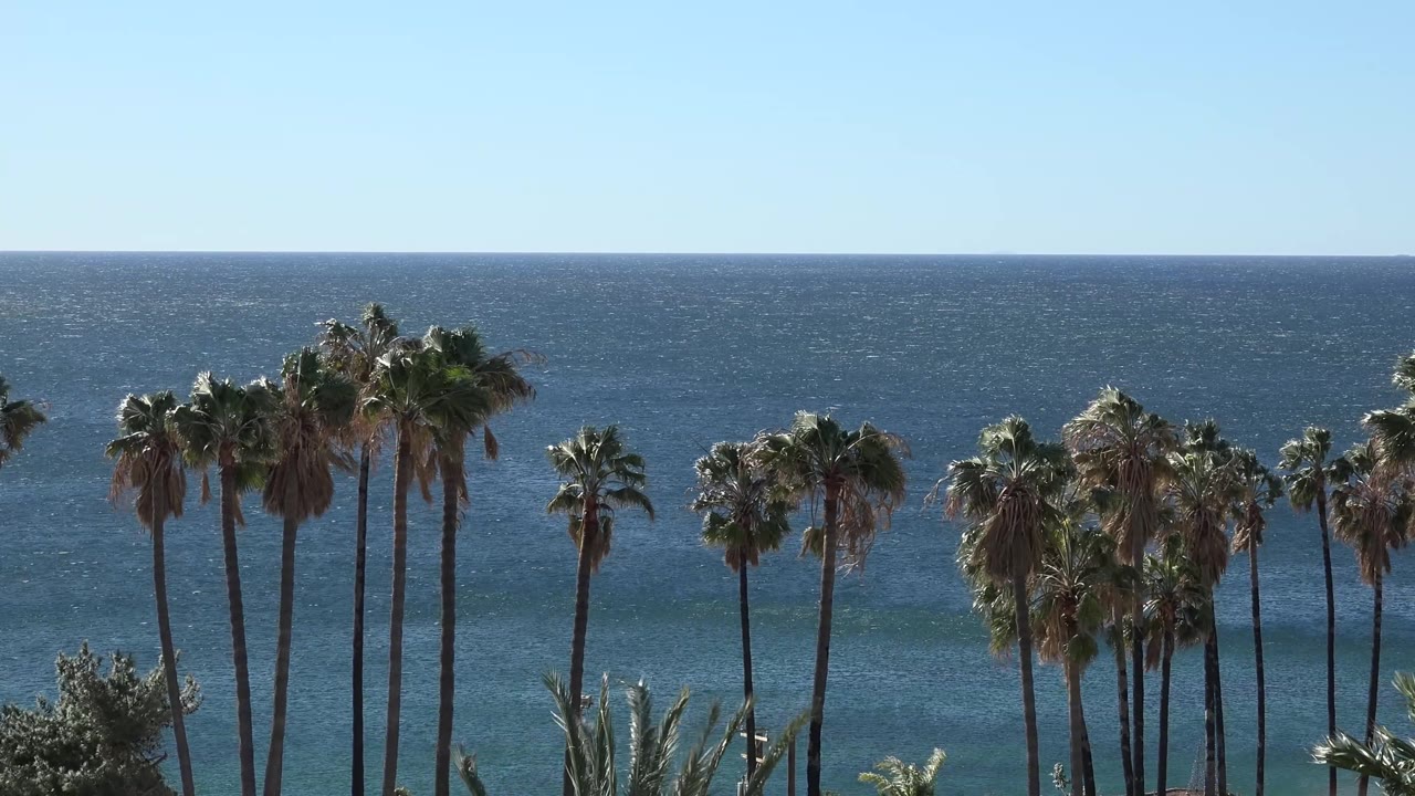 Palm trunks and fronds stretch across the lower frame beneath a wide Malibu ocean horizon and pale blue sky, with no visible people.