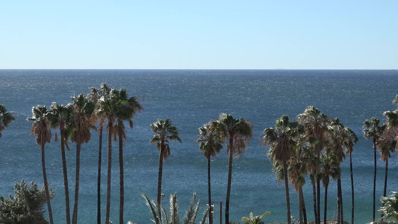Malibu palm trees rise from the lower edge of the frame with blue ocean and a pale sky behind them, with no visible people.