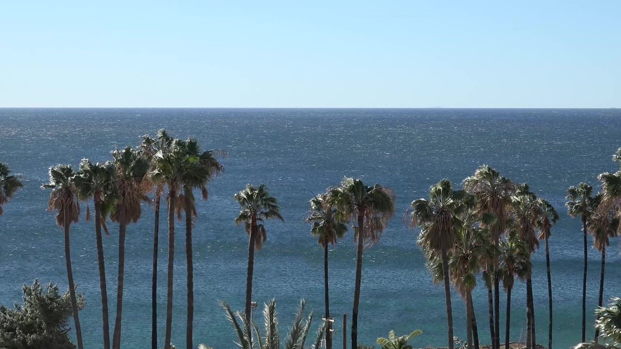 A bright Malibu coastal view shows clustered tall palms in the foreground and textured blue ocean water across the background, with no visible people.