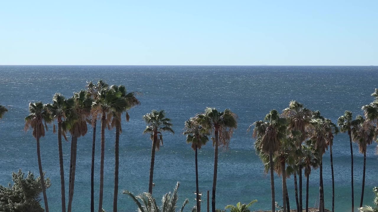 Clustered Malibu palms fill the lower half of the frame while the ocean surface and straight horizon sit behind them, with no visible people.