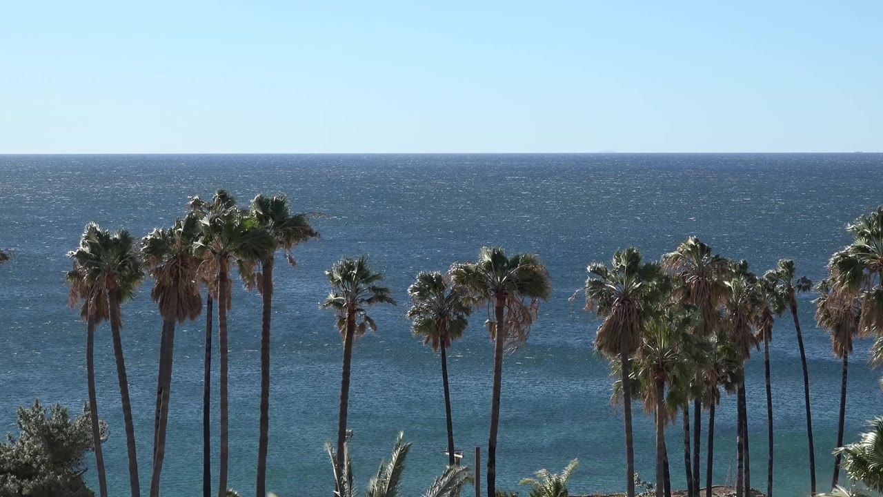 Several tall palms stand across the foreground in Malibu, with blue ocean bands, a distant horizon, and clear sky behind them, with no visible people.