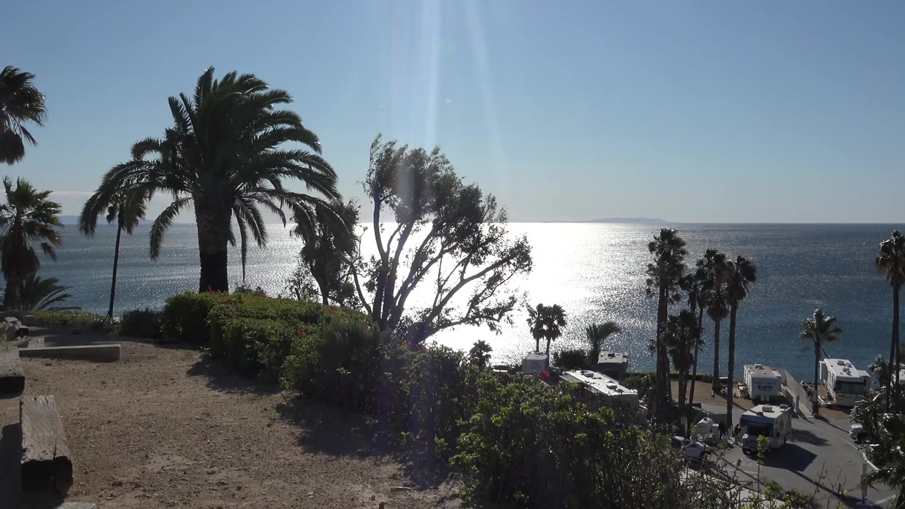 Wind-bent palm trees and shrubs overlook the bright ocean.